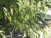 Acacia falcata Eastwood.jpg