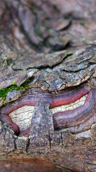 File:Smiley face.jpg