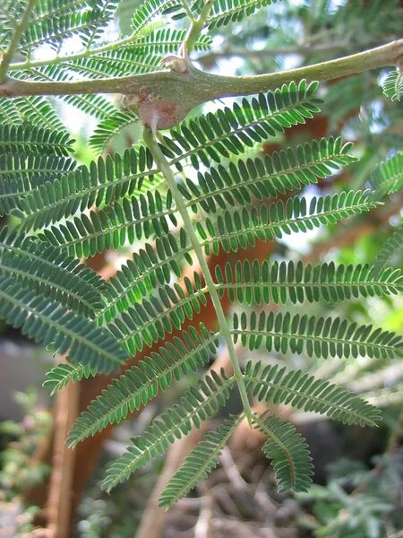 File:Acacia-seyal-leaves.jpg