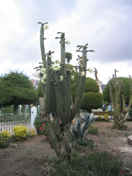 File:Flowering San Pedro cactus.jpg