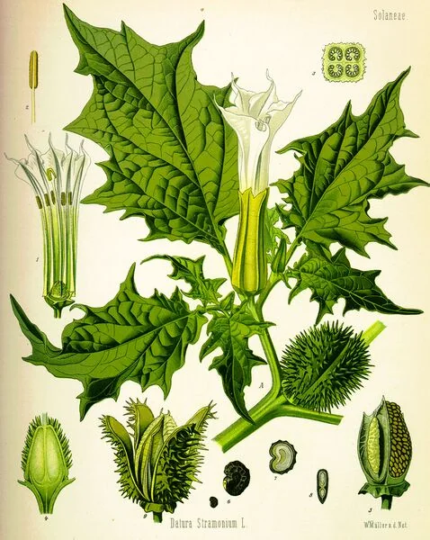 File:Datura inoxia.jpg