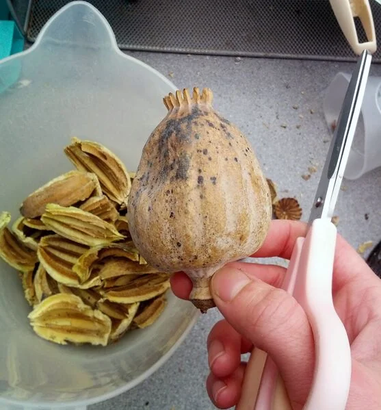 File:Poppy pod tea 2.jpg