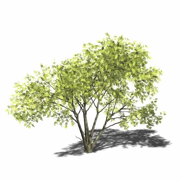 File:Acacia mellifera 3D-Modell.jpg