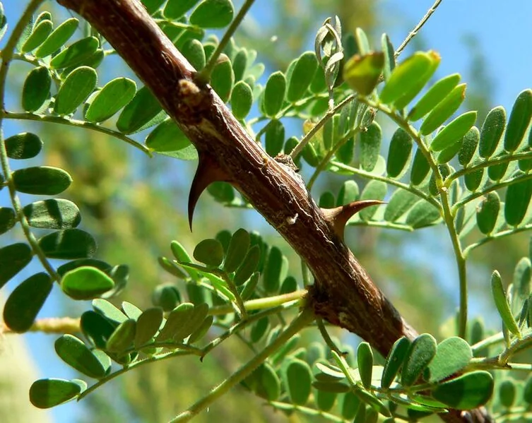 File:Acacia greggii thorns.jpg