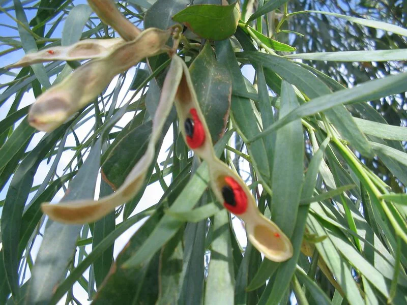 File:Acacia-salicina-pod-w-seeds.jpg