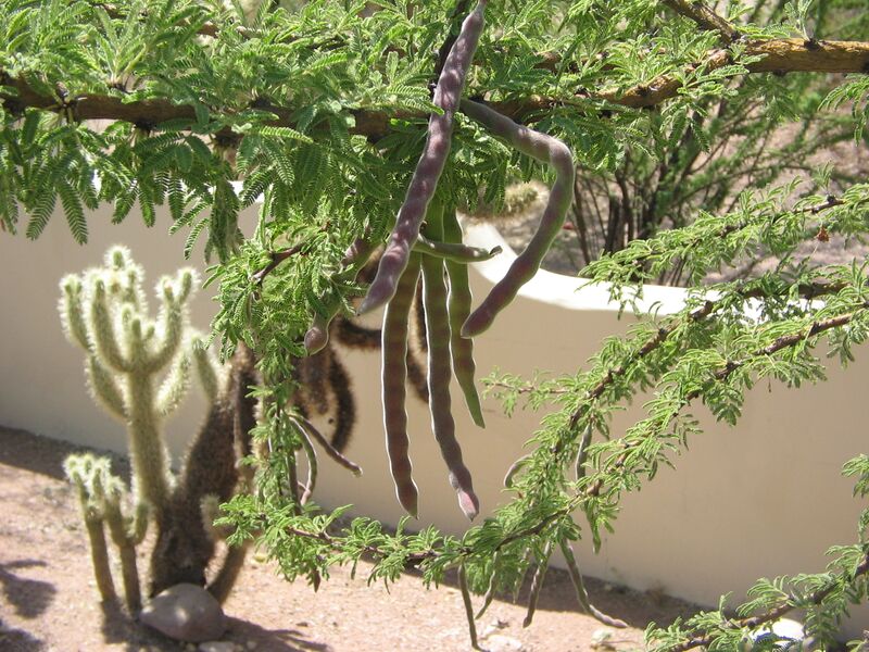 File:Acacia-schaffneri-seed-pods.jpg