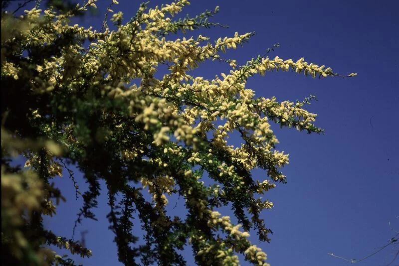 File:Acacia rigidula.jpg