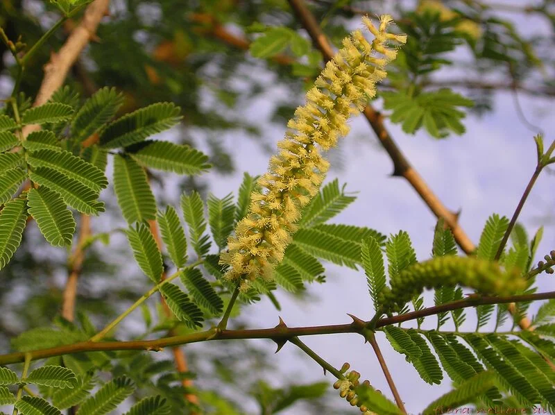 File:Acaciachundra.jpg