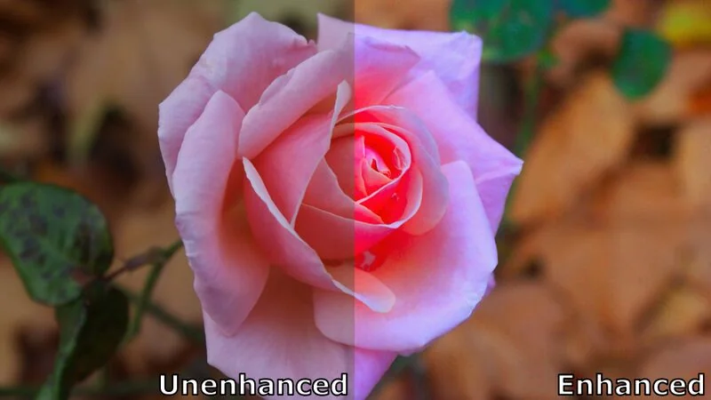 File:Enhancement of colour rose.jpg