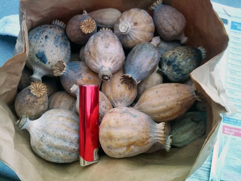 File:Poppy pod tea 1.jpg