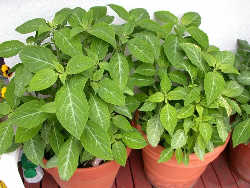 File:Salvia-divinorum-plants.jpg