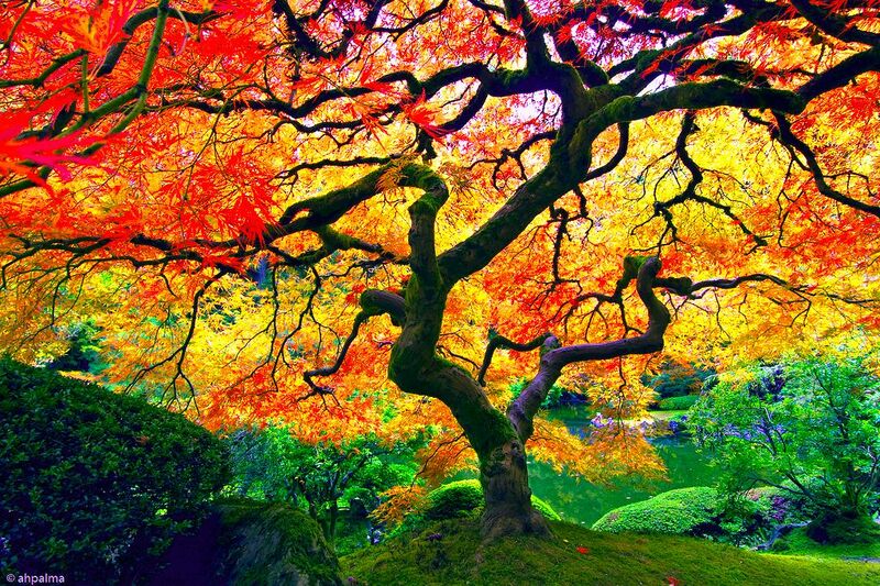 File:Tree.jpg