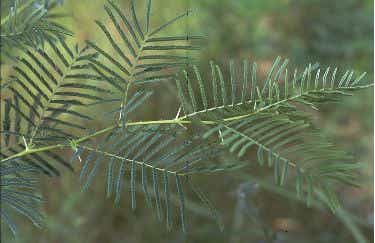 File:Img00522-A-sieberiana.jpg
