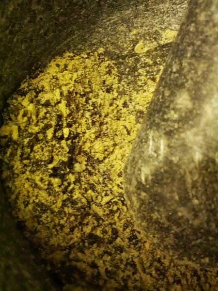 File:Ground Ipomea.jpg