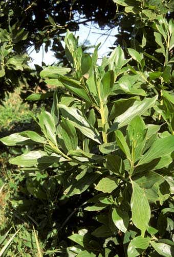 File:Acacia simplex.jpg