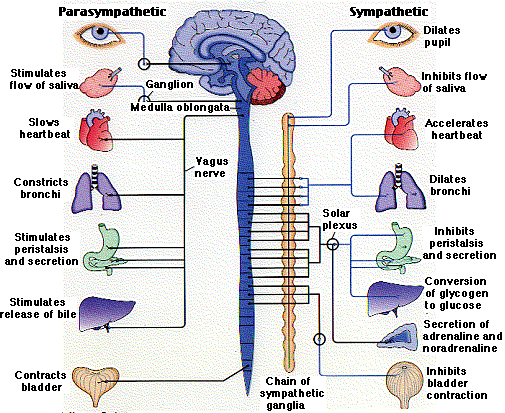 File:Autonomic.gif