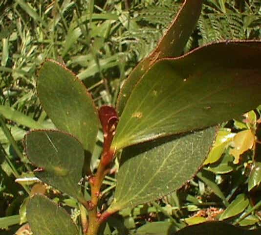 File:Acacia phlebophylla.jpg